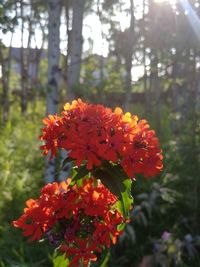 Close-up of red flowering plant