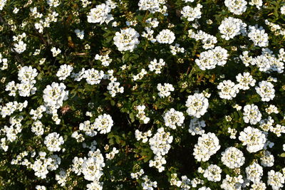 High angle view of white flowering plants in park