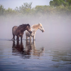 Horses in a lake