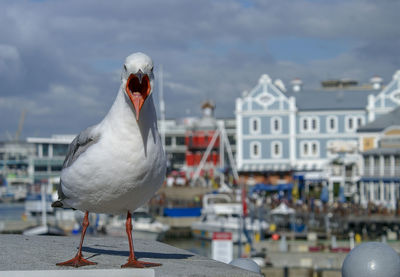 Seagull in waterfront, cape town, south africa