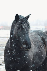 Close-up of horse on snow against sea