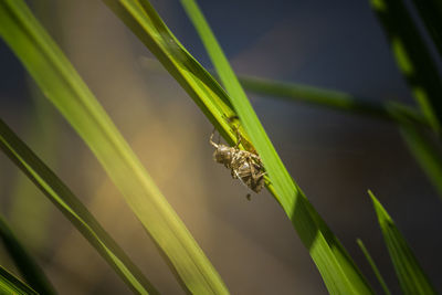 Close-up of insect on grass