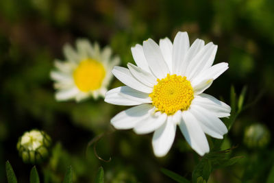 Close-up of white flower blooming outdoors