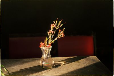 Close-up of plant on table