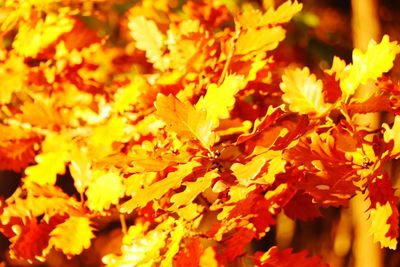 Full frame shot of autumnal leaves