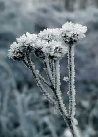 Close-up of frozen plant