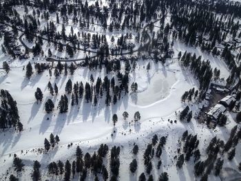 High angle view of trees on snow covered field