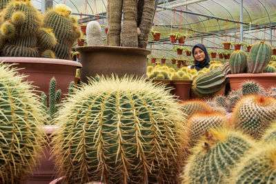 Full frame shot of succulent plants