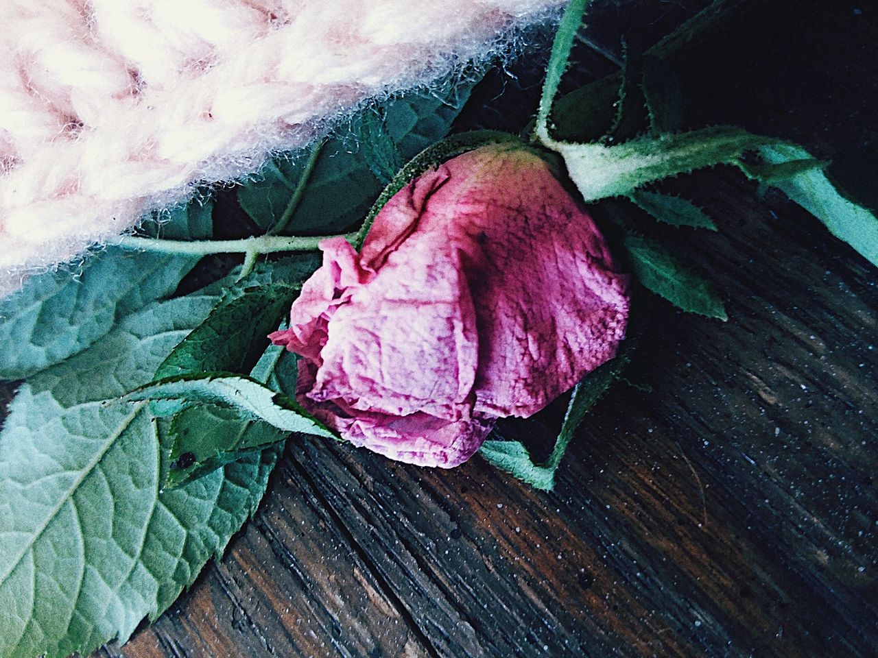 flower, leaf, plant, close-up, fragility, no people, freshness, nature, day, outdoors, beauty in nature, flower head