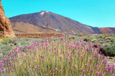 Purple flowering plants on field by mountains against clear sky
