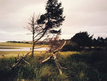 Trees on field against cloudy sky