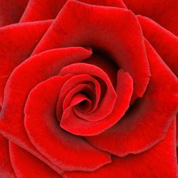 Macro shot of red rose