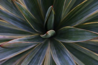 Close-up of purple flowers