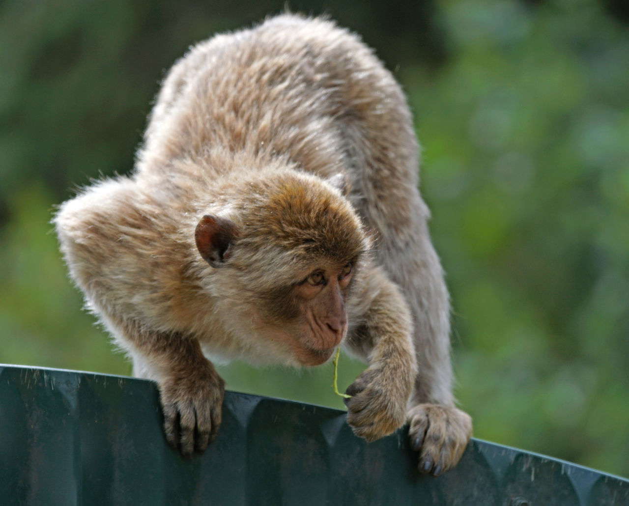 animal wildlife, mammal, animals in the wild, focus on foreground, one animal, vertebrate, day, no people, nature, outdoors, close-up, primate, wood - material, full length, zoology, wall