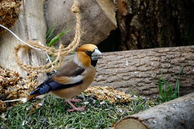 Close-up of bird perching on stone wall