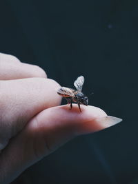 Close-up of hand holding small insect