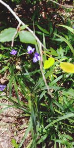 Close-up of purple flowers growing in field