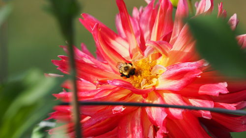 flowering plant