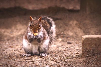 Squirrel eating