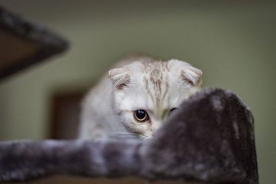 Portrait of kitten relaxing at home