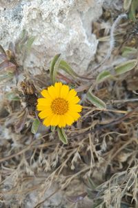 Close-up of yellow crocus blooming outdoors