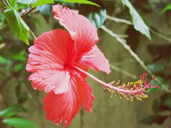 Close-up of red hibiscus blooming outdoors