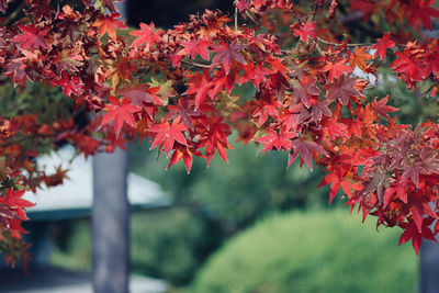 Impressive autumn maple leaves in japan . best for adding asian wabisabi taste to your image.