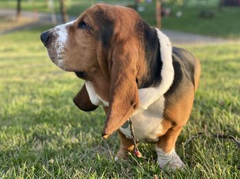 Dog looking away on field