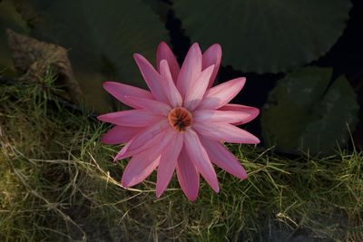 High angle view of pink flower