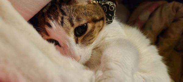 Close-up of cat lying on bed at home