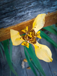 High angle view of yellow flowering plant