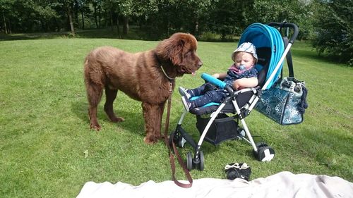 Newfoundland dog standing by baby relaxing in stroller on grassy field