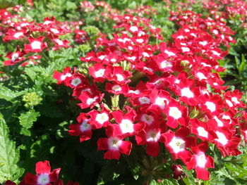 Close-up of red flowers