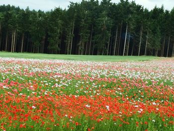 Close-up of flowers growing in field