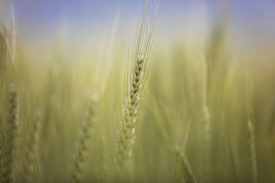 Close-up of wheat growing on field against sky