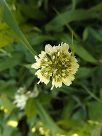 Close-up of white flowers blooming outdoors