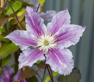 Close-up of purple flowering plant