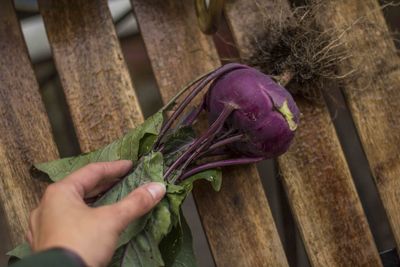 Close-up of hand holding purple bread