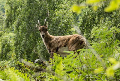 Side view of ibex goat standing on land