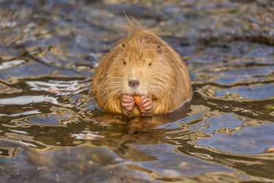 Close-up of cute wet otter in shallow water