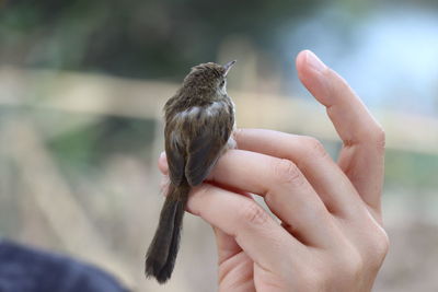 Close-up of hand holding bird