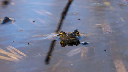 High angle view of frog swimming in lake