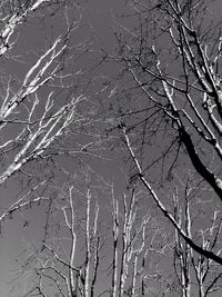 Bare trees against sky