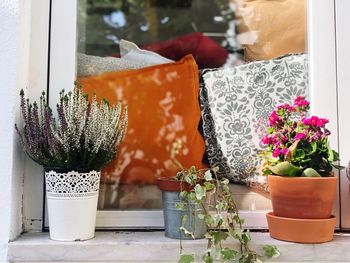 Close-up of potted plant on glass window