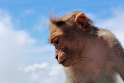 Close-up of monkey looking away against sky