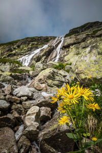 Close-up of yellow flowering plants on rocks against sky