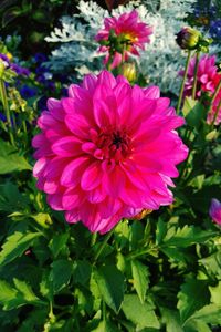 Close-up of pink dahlia flower