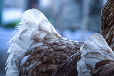 Close-up of swan