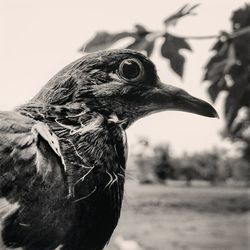 Close-up of eagle