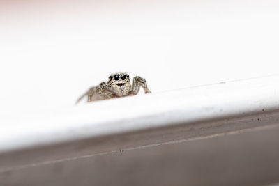 Close-up of spider